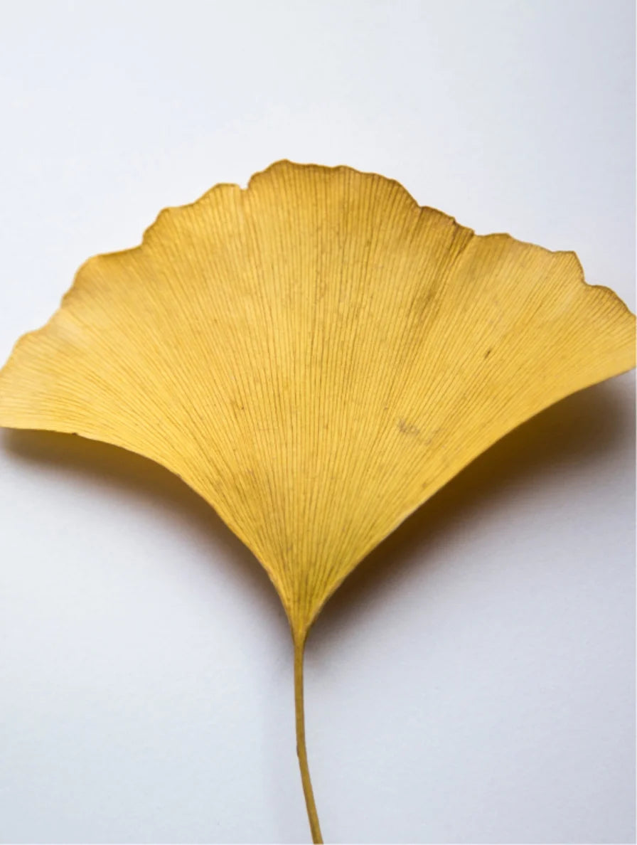 Antioxidant Ginkgo Gel Booster Selfnamed