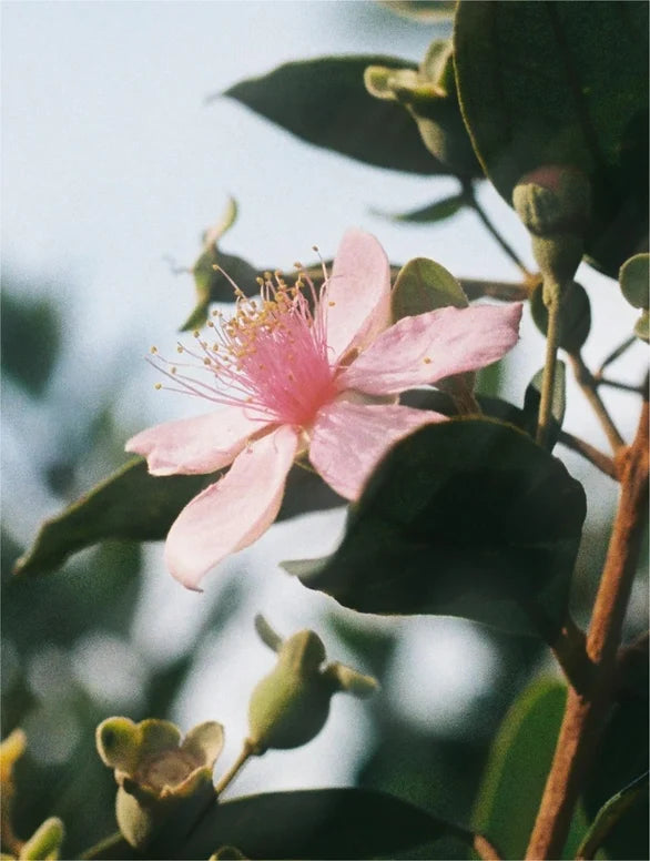 Natural Retinol Alternative Oil Serum Selfnamed