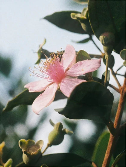 Natural Retinol Alternative Oil Serum Selfnamed