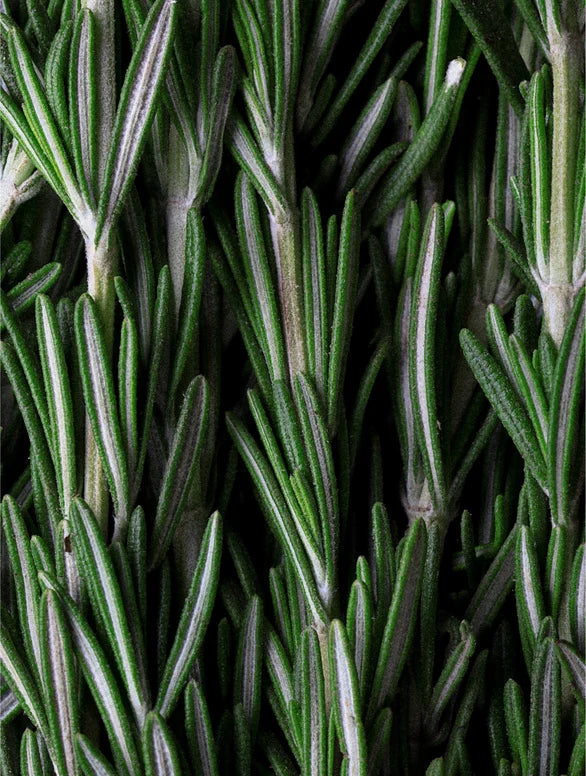 Rosemary Hair & Scalp Strengthening Oil Selfnamed