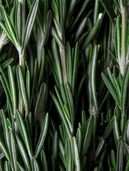 Rosemary Hair & Scalp Strengthening Oil Selfnamed